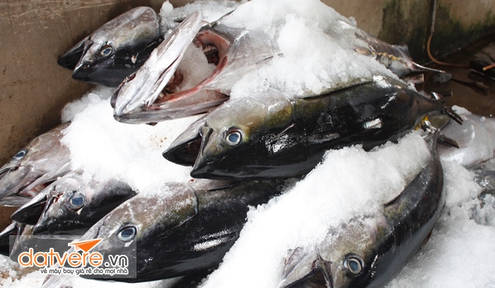 Các loại hải sản tươi sống phải đóng gói cẩn thận