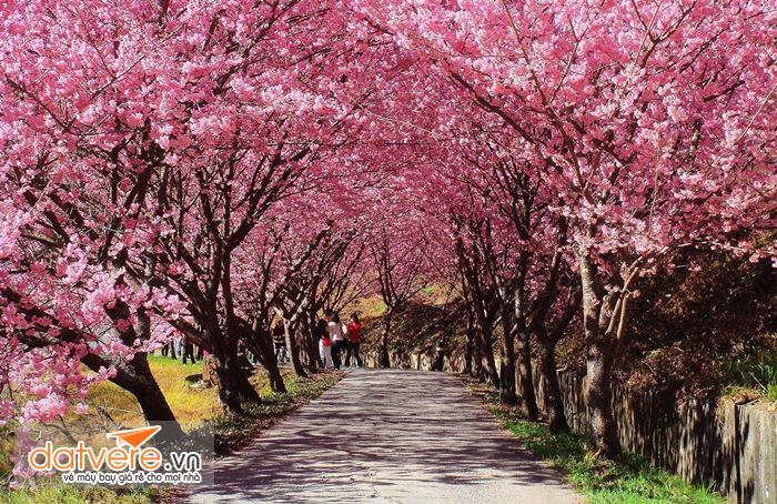 Núi Dương Minh mùa hoa anh đào nở