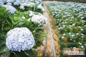 Hoa cảm tú cầu ở Đà Lạt