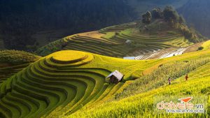 Ruộng Bậc Thang ở Mường Thanh