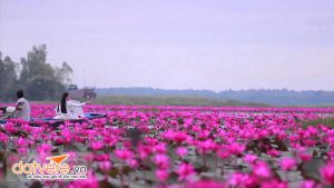 Hoa súng nở rực cả một vùng sông nước